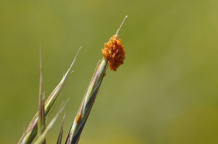 a mass of orange blister beetle larvae gathering at the tip of a plant stem vaguely like an orange flower