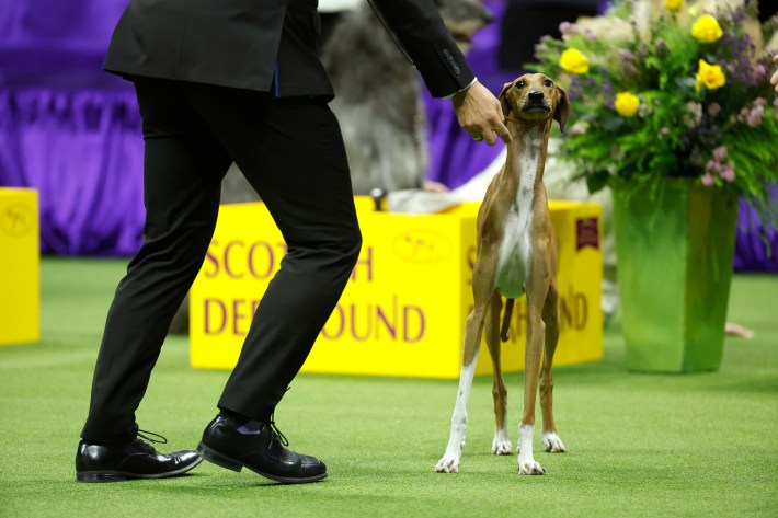 NEW YORK, NEW YORK - MAY 08: An Azawakh competes in the 147th Annual Westminster Kennel Club Dog Show Presented by Purina Pro Plan at Arthur Ashe Stadium on May 08, 2023 in New York City. (Photo by Sarah Stier/Getty Images for Westminster Kennel Club)