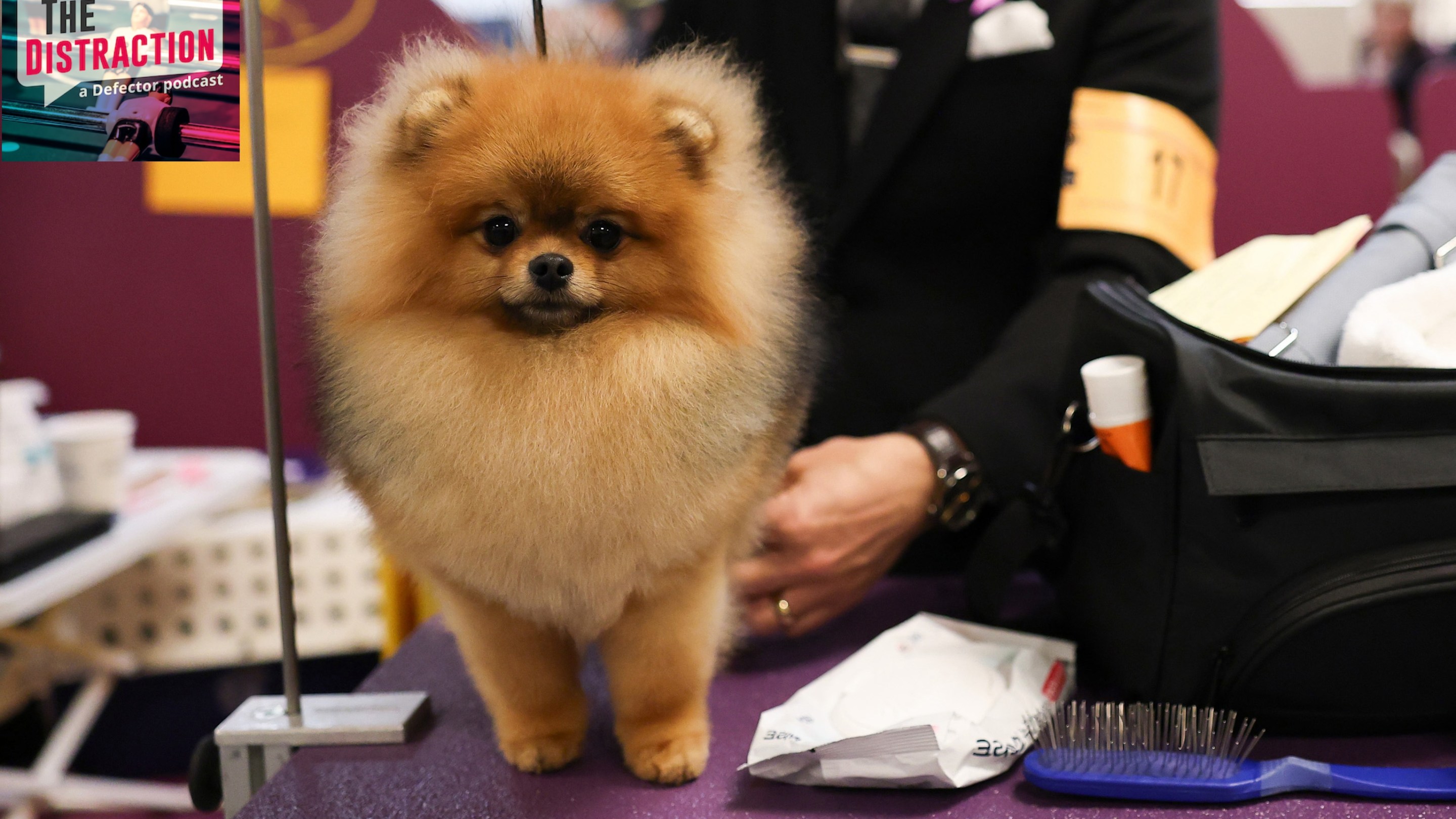 A Pomeranian is groomed backstage during the Group Judging (Hound, Toy, Non-Sporting, Herding) at 149th Annual Westminster Kennel Club Dog Show in 2025.