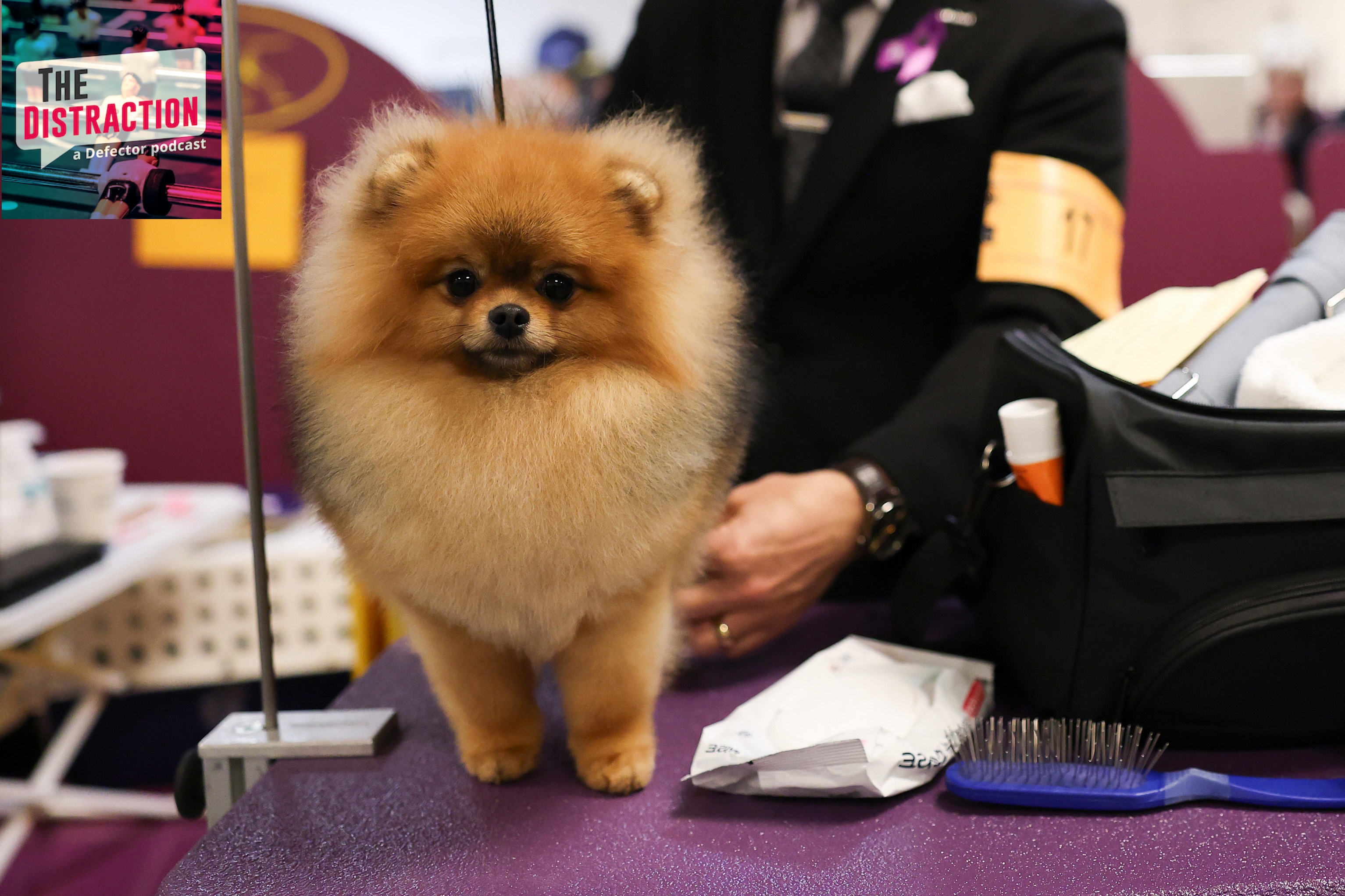 A Pomeranian is groomed backstage during the Group Judging (Hound, Toy, Non-Sporting, Herding) at 149th Annual Westminster Kennel Club Dog Show in 2025.