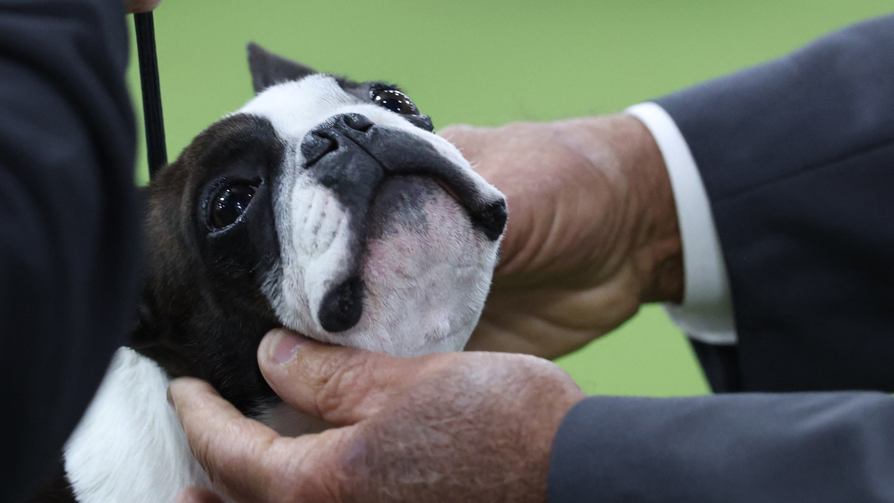 A Boston Terrier is examined in the judging area during day one of the 150th Annual Westminster Kennel Club Dog Show at the Jacob K. Javits Convention Center in New York City on February 2, 2026.
