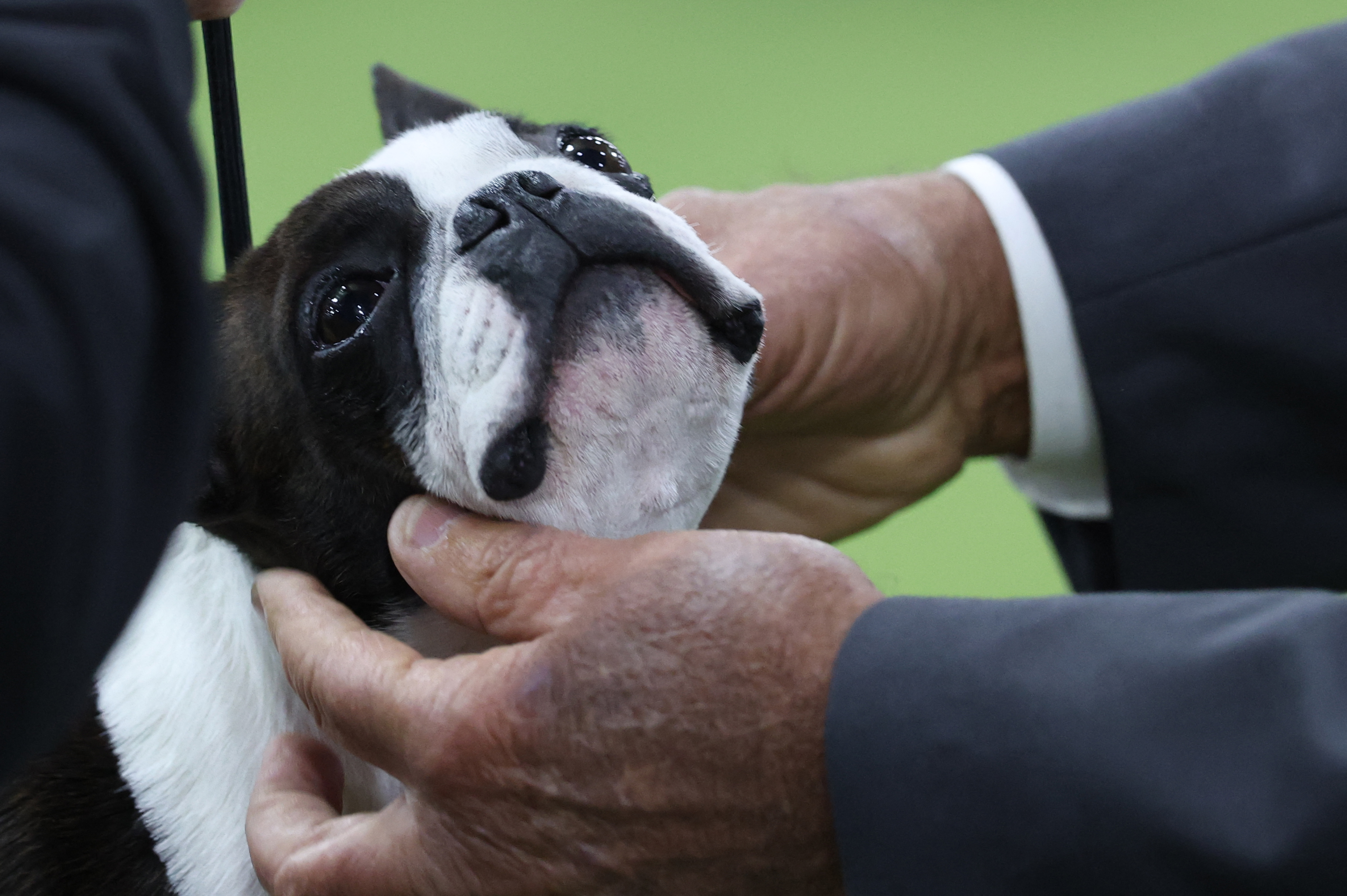 A Boston Terrier is examined in the judging area during day one of the 150th Annual Westminster Kennel Club Dog Show at the Jacob K. Javits Convention Center in New York City on February 2, 2026.