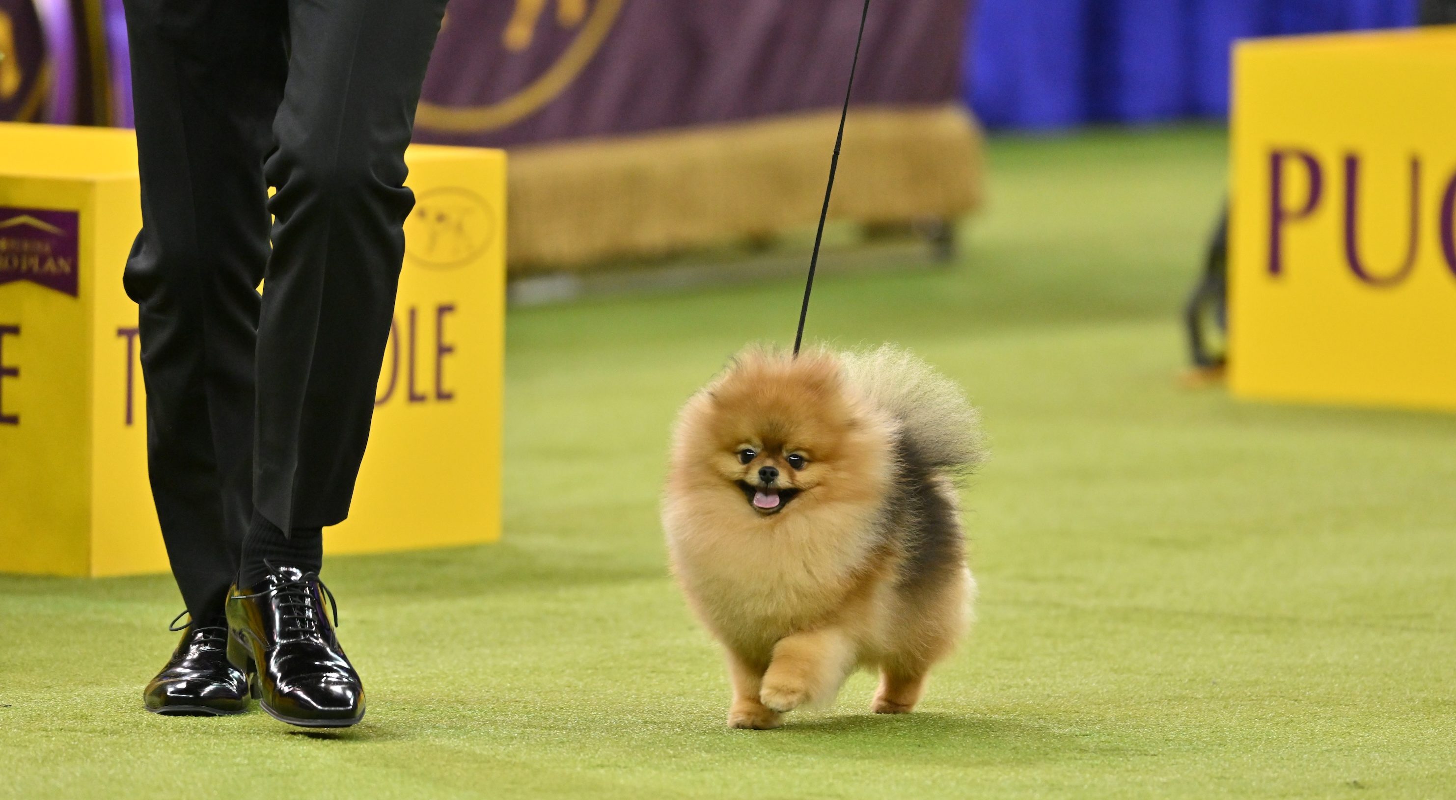 NEW YORK, NEW YORK - FEBRUARY 02: Aslan, a Pomeranian, 2nd place winner of Toy Group, competes during the 150th Westminster Kennel Club Dog Show – Group Judging (Hound, Toy, Non-Sporting, Herding) &amp; Westminster Legends Presentation at Madison Square Garden on February 02, 2026 in New York City. (Photo by Roy Rochlin/Getty Images for Westminster Kennel Club)