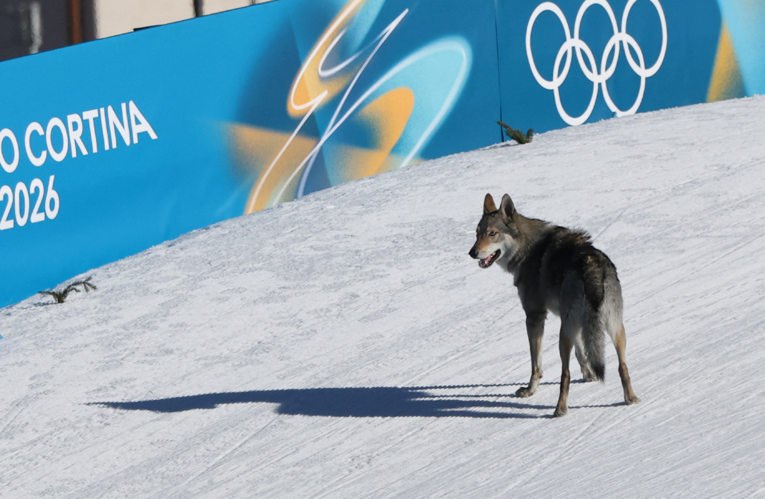 a wolf dog stands on the ice in front of the olympics barrier