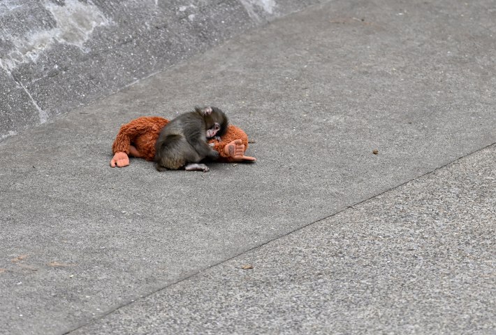 Baby monkey named 'Punch' is seen with a stuffed animal at a zoo on February 20, 2026, in north of Tokyo, Chiba Prefecture, Japan. Abandoned by his mother at birth, the monkey found comfort with a stuffed animal