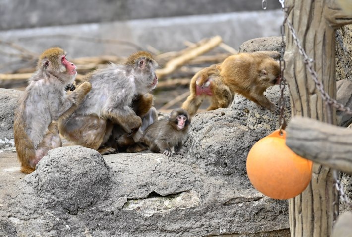 Baby monkey named 'Punch' (C) is seen with others macaque at a zoo on February 20, 2026, in north of Tokyo, Chiba Prefecture