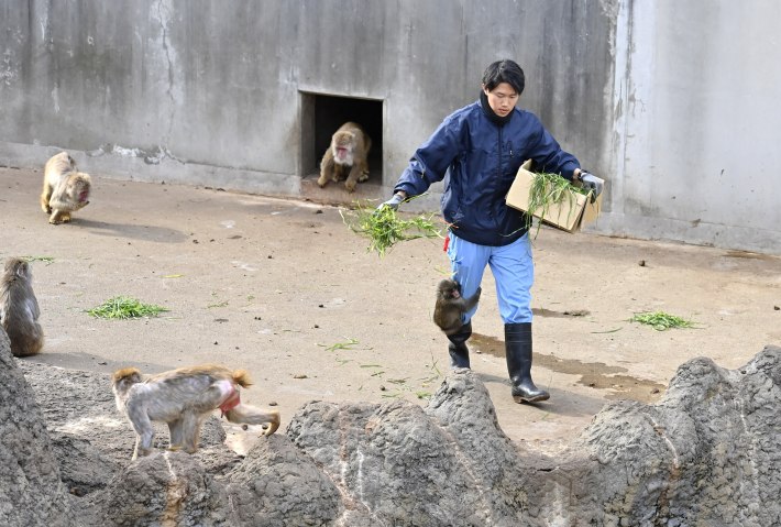 Baby monkey named 'Punch' is seen clinging to the leg of a zoo worker at a zoo on February 20, 2026, in north of Tokyo, Chiba Prefecture, Japan