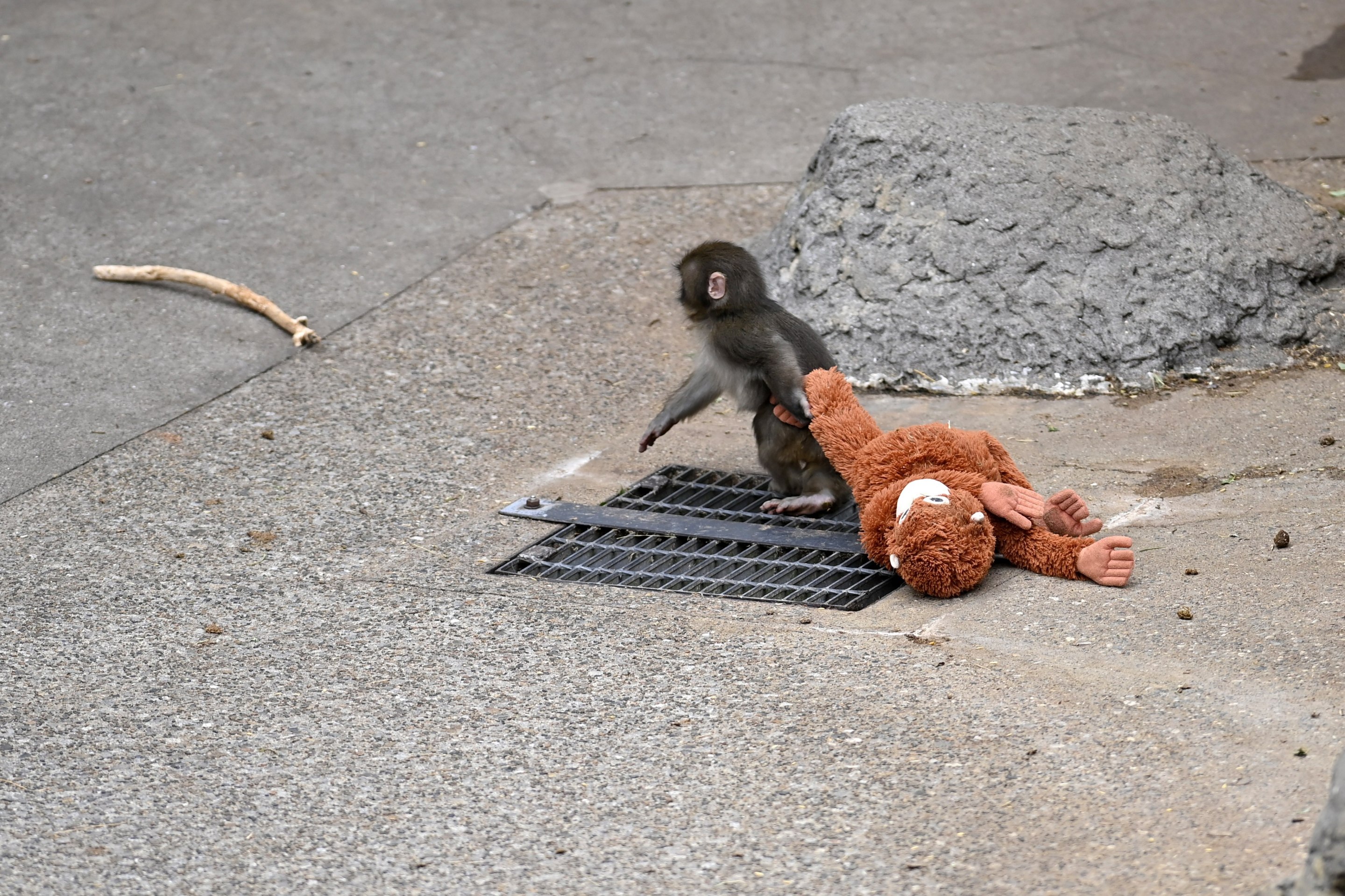 Baby monkey named 'Punch' is seen with a stuffed animal at a zoo on February 20, 2026, in north of Tokyo, Chiba Prefecture, Japan. Abandoned by his mother at birth, the monkey found comfort with a stuffed animal.