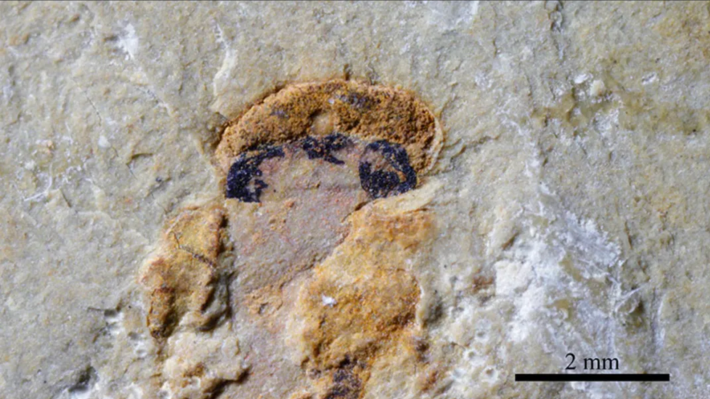 A fossilized head of a myllokunmingid, with four dark spots representing eyes