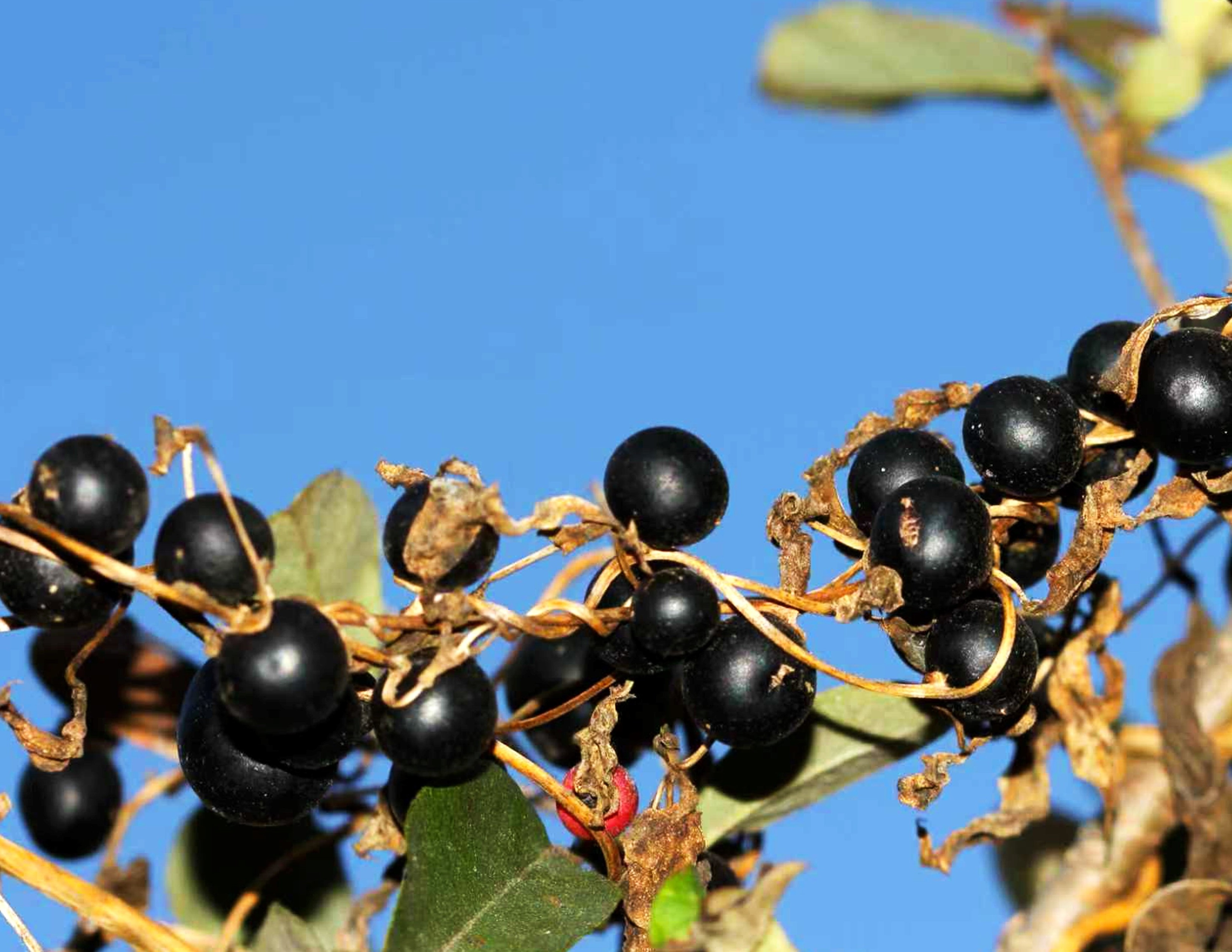 This Week In Delicious Scams; Or, I Yam Not What You Think I Yam