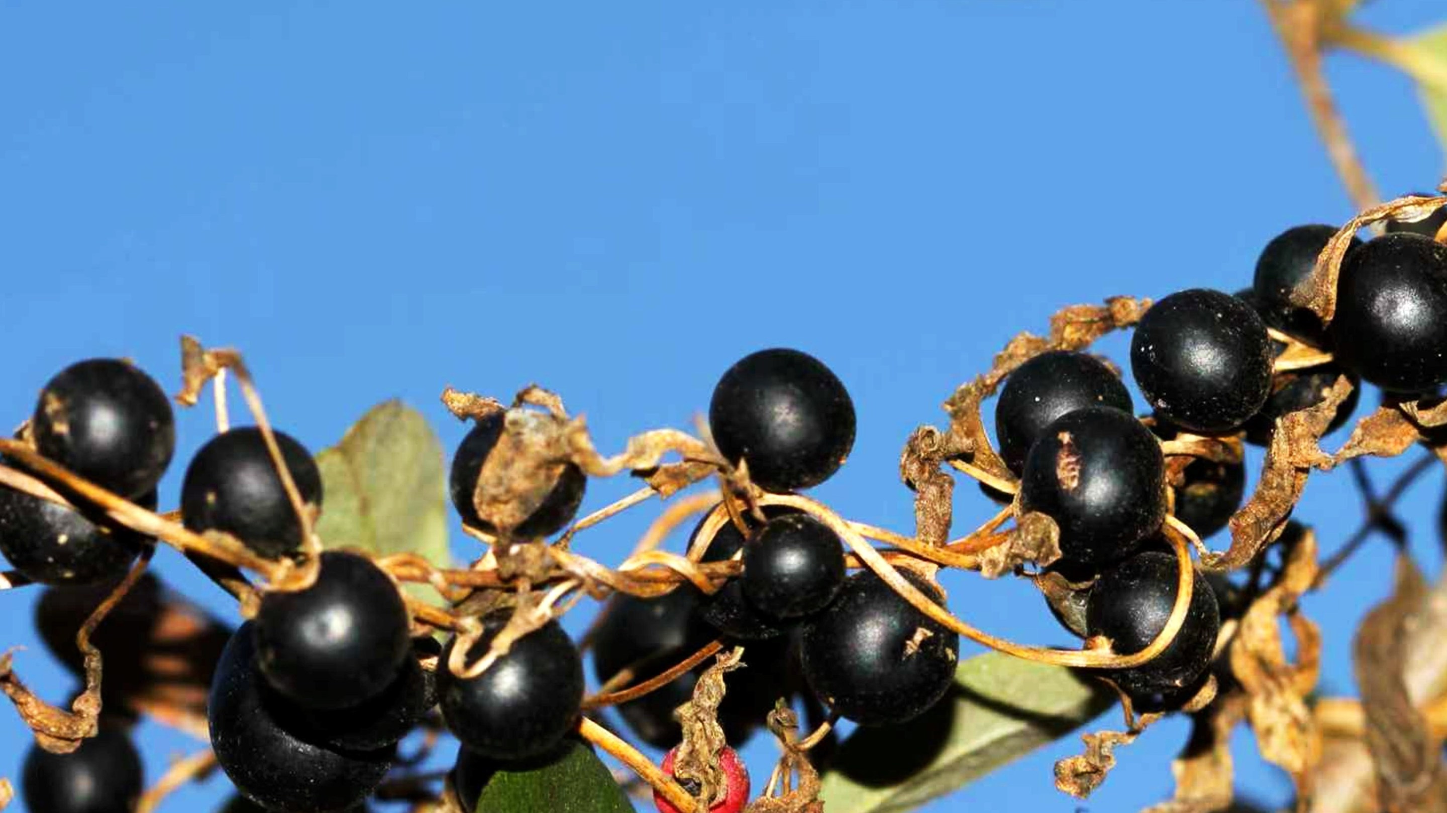 fake berries called bulbils of the black-bulb yam