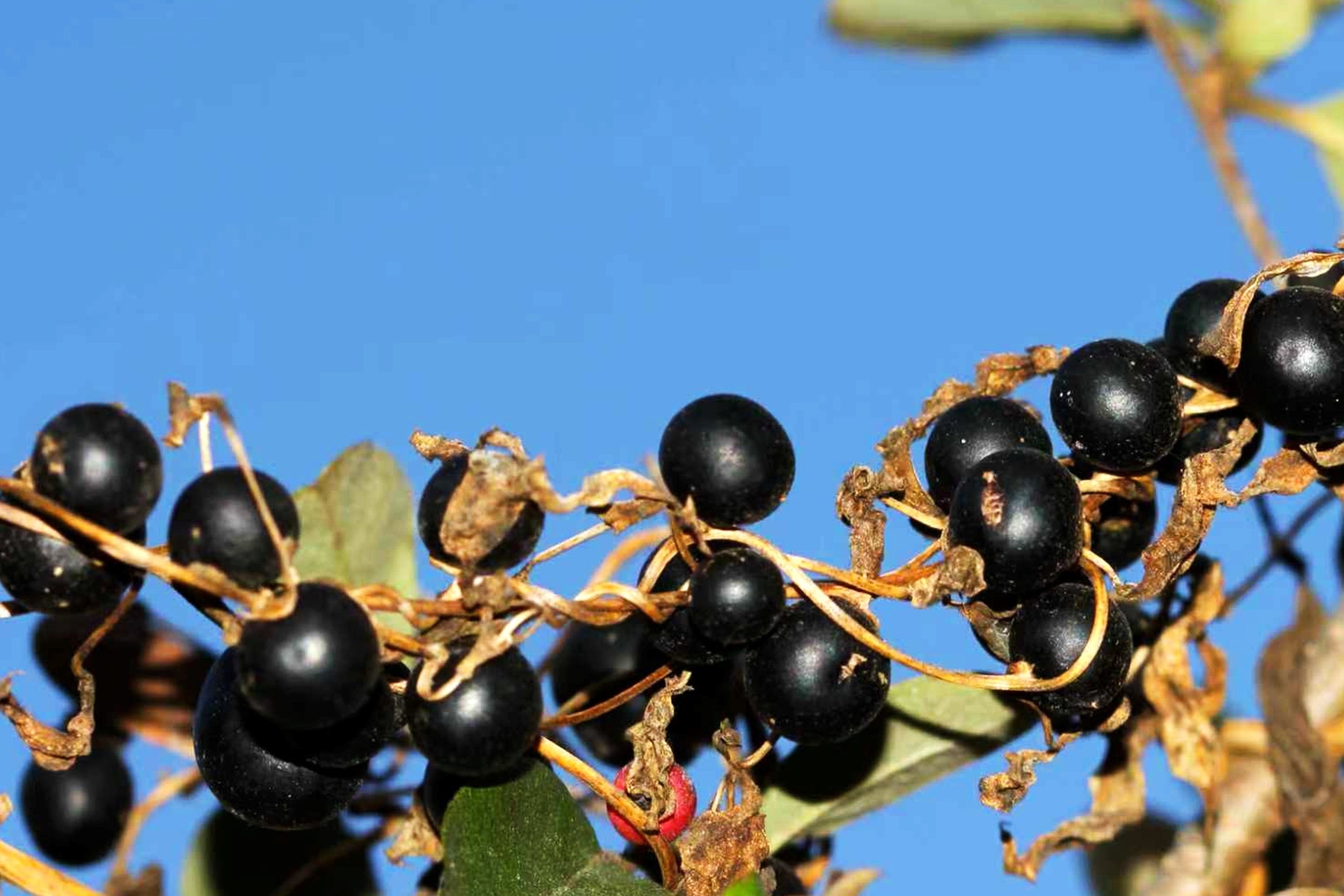 fake berries called bulbils of the black-bulb yam