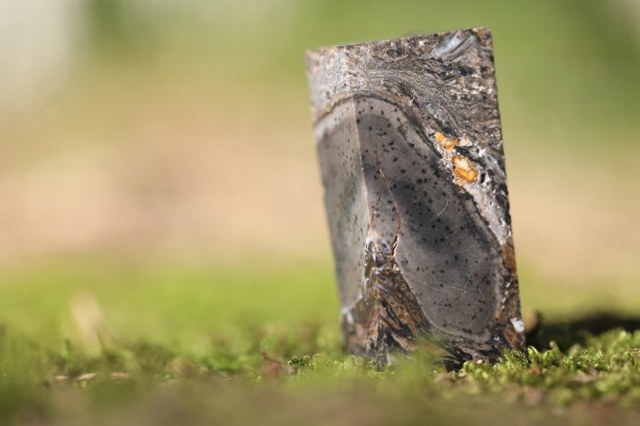 Fossil specimen of Prototaxites taiti on a mossy surface, resembling the landscape of the Early Devonian