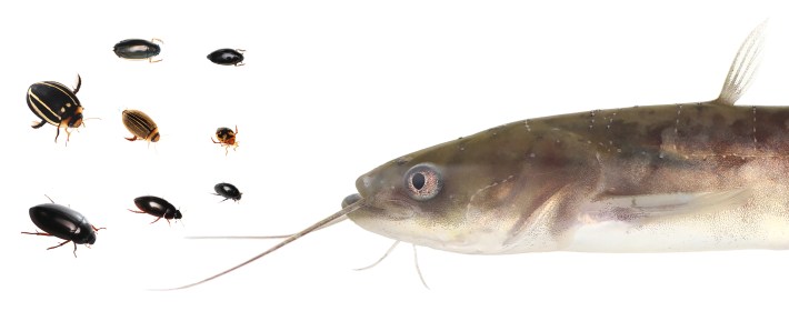 The catfish Silurus asotus was fed eight aquatic beetle species of varying body sizes of the families Gyrinidae, Dytiscidae and Hydrophilidae, including Regimbartia attenuata, to examine their escape strategies against predatory fish