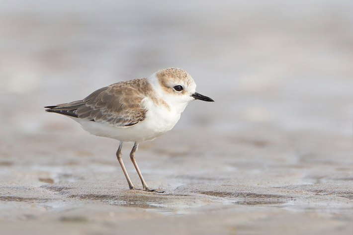 White-faced Plover (Charadrius dealbatus), Laem Pak Bia, Petchaburi, Thailand