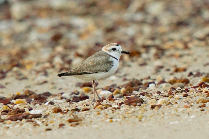 a photo of a male white-faced plover walking in the sand