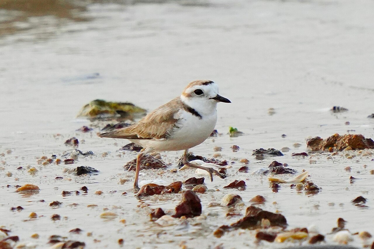 White-faced Plover Charadrius dealbatus, Great Kinmen Island, Taiwan.