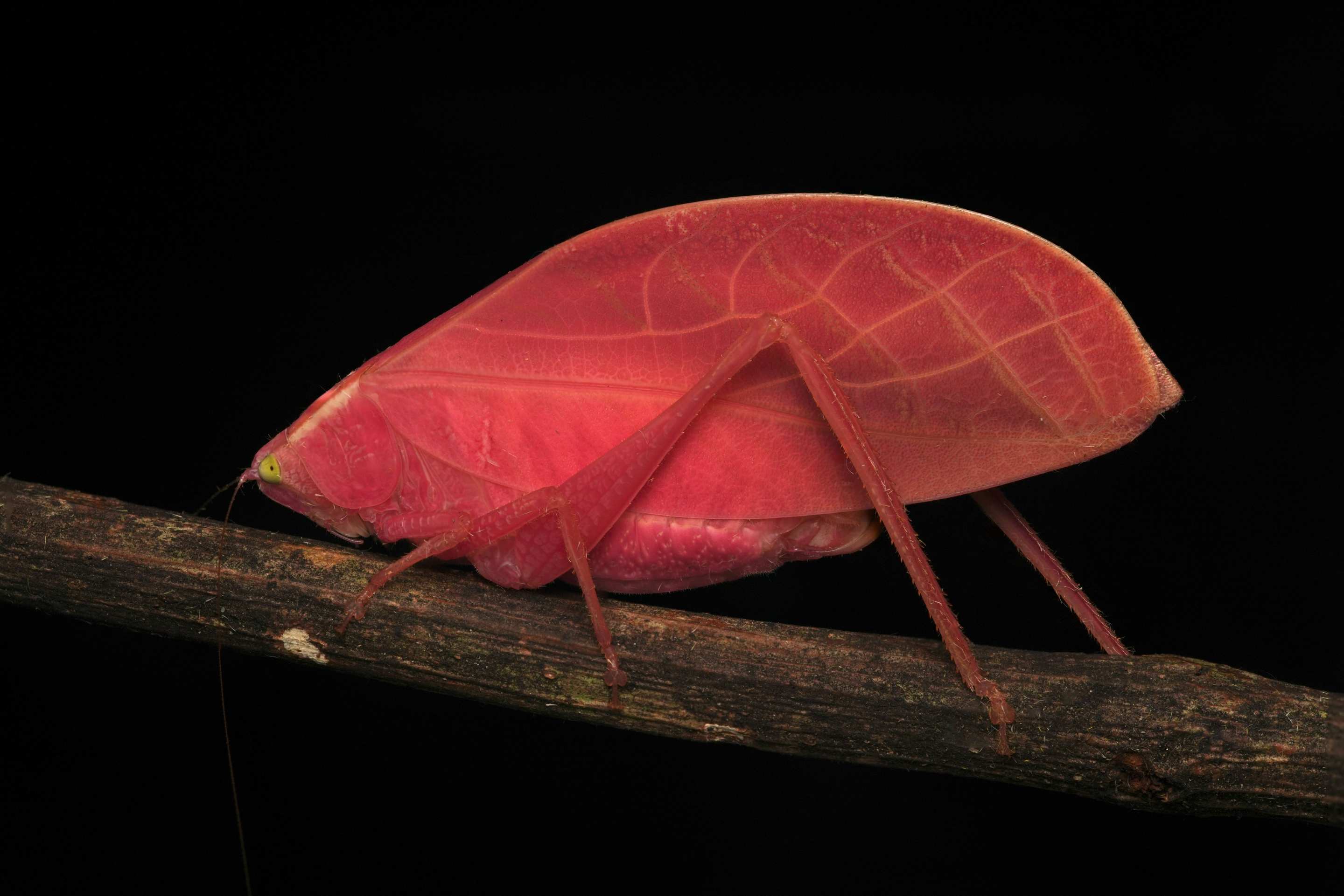 a bright pink insect called a katydid against a dark background