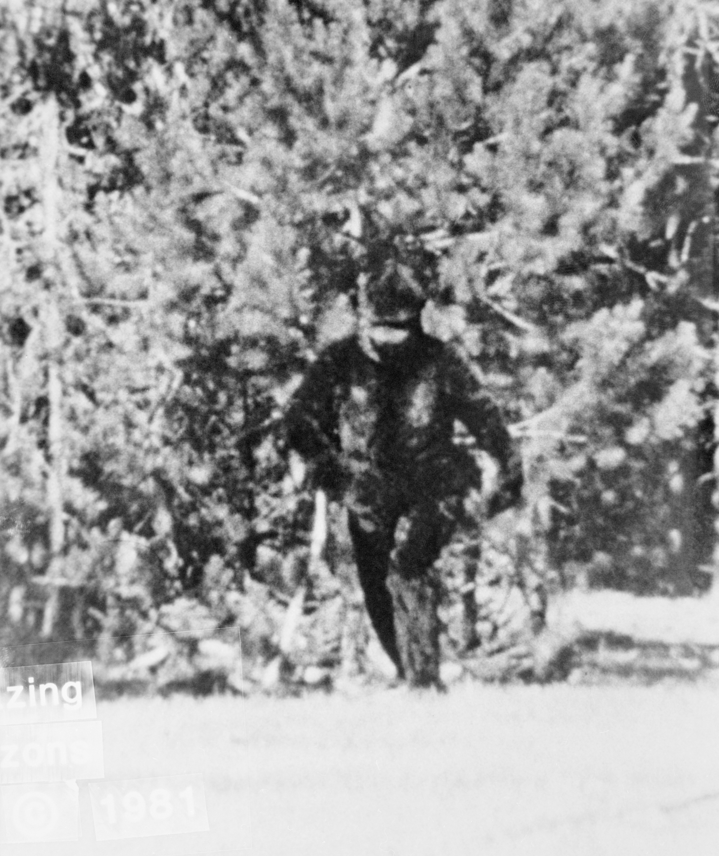 A grainy black-and-white 1981 photo showing something that looks like an ape striding out of the woods.
