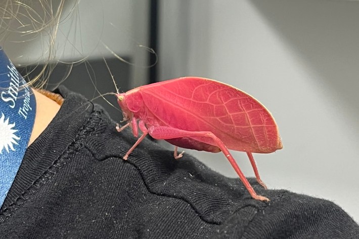 a pink katydid sitting on someone's shoulder