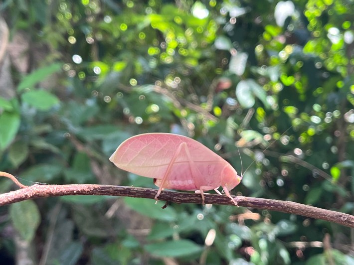 a pale pink katydid sitting on a branch
