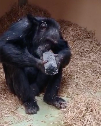 Um chimpanzé chamado Tootie examina. Um grande cristal dentro do dormitório