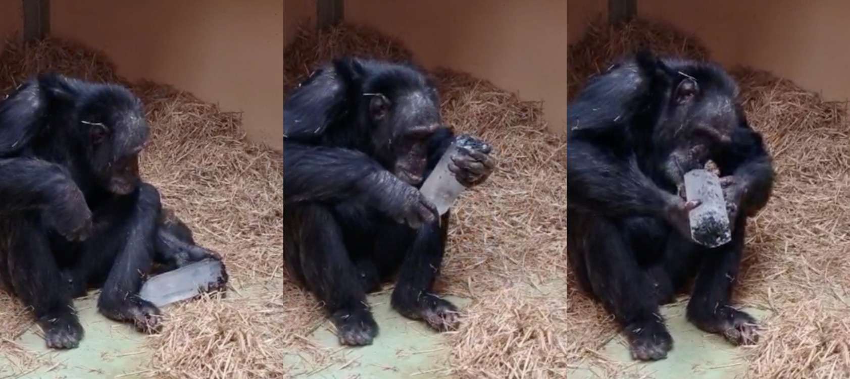 Chimp Toti attentively observes the quartz crystal during Experiment 1.