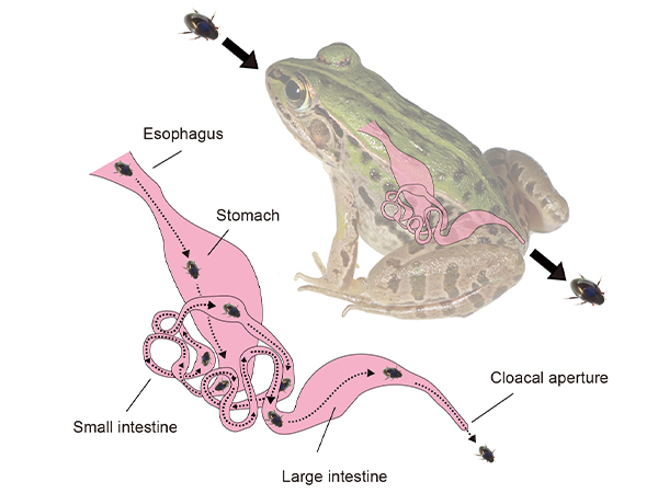 Hypothetical escape route of Regimbartia attenuata through the frog digestive system. The beetle moves toward the frog’s vent via the digestive system (esophagus, stomach, small intestine, and large intestine) and eventually exits through the cloacal aperture.