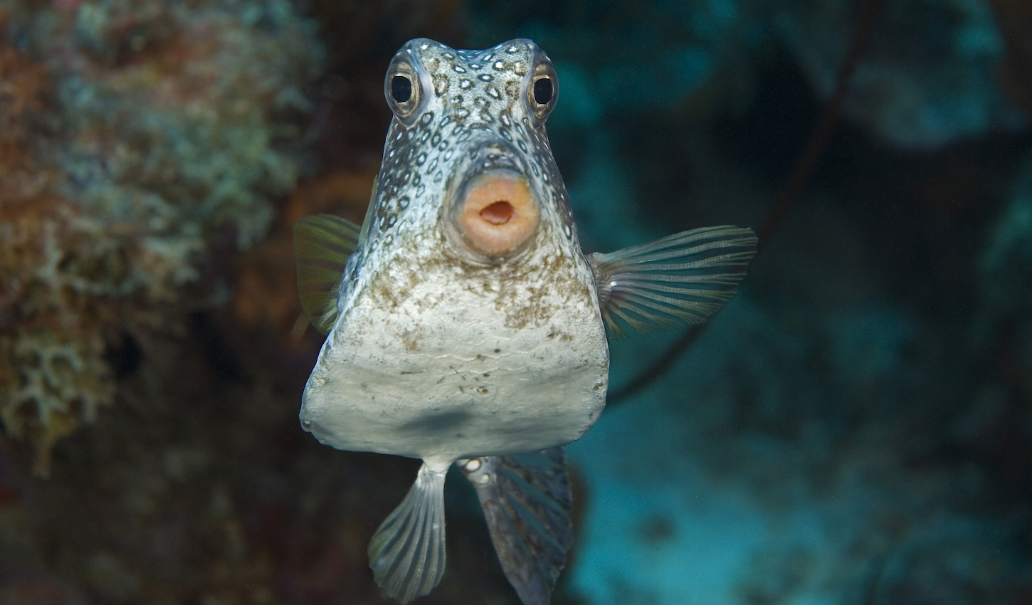 Close-up face shot of smooth trunkfish. Lactophrys triqueter.