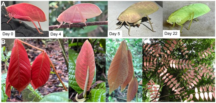 a grid of images showing a pink katydid and its close resemblance to pink leaves