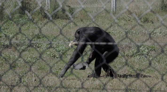 a chimp named yvan carrying a big crystal behind a chain link fence