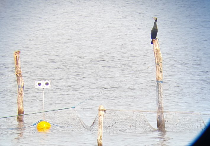 a photo of a looming eye buoy in the ocean next to a nonchalant cormorant