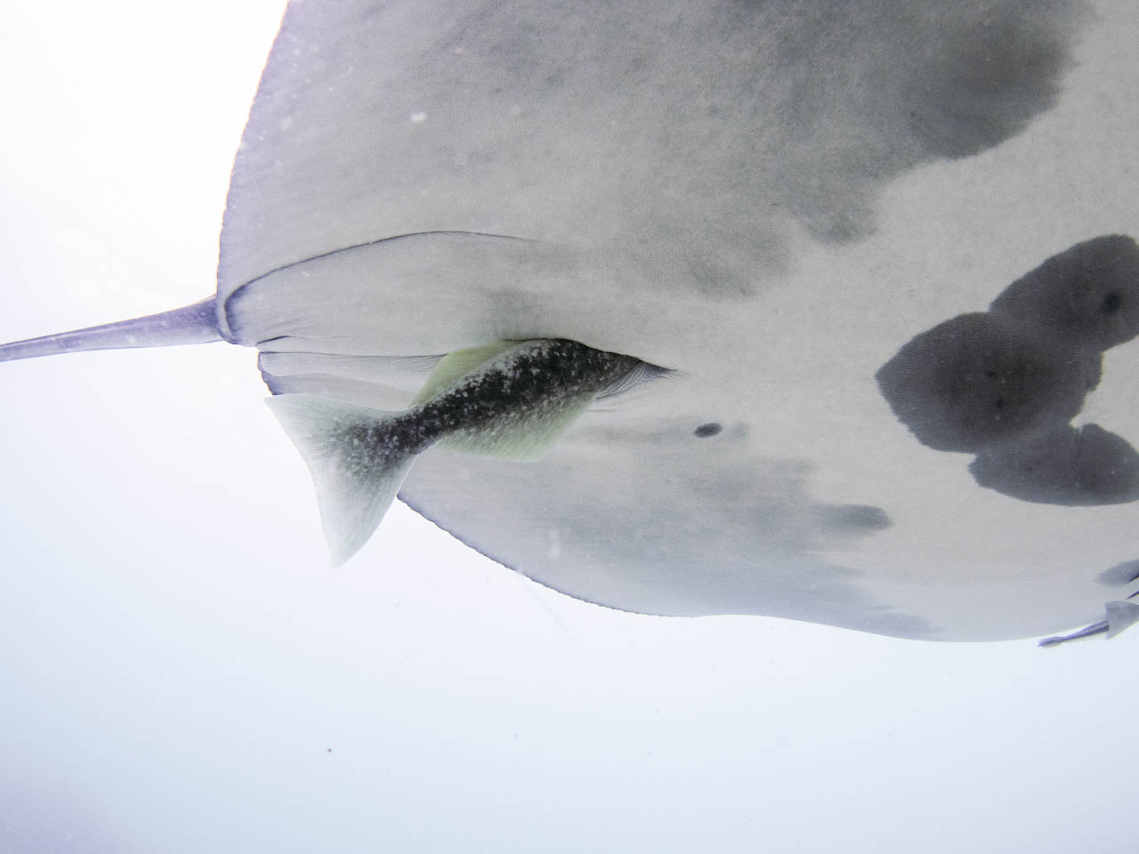 a photo of a remora fish with its head buried inside the cloaca of a manta ray