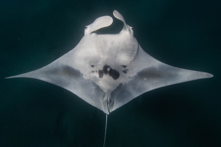 a manta ray with its wings fully outstretched