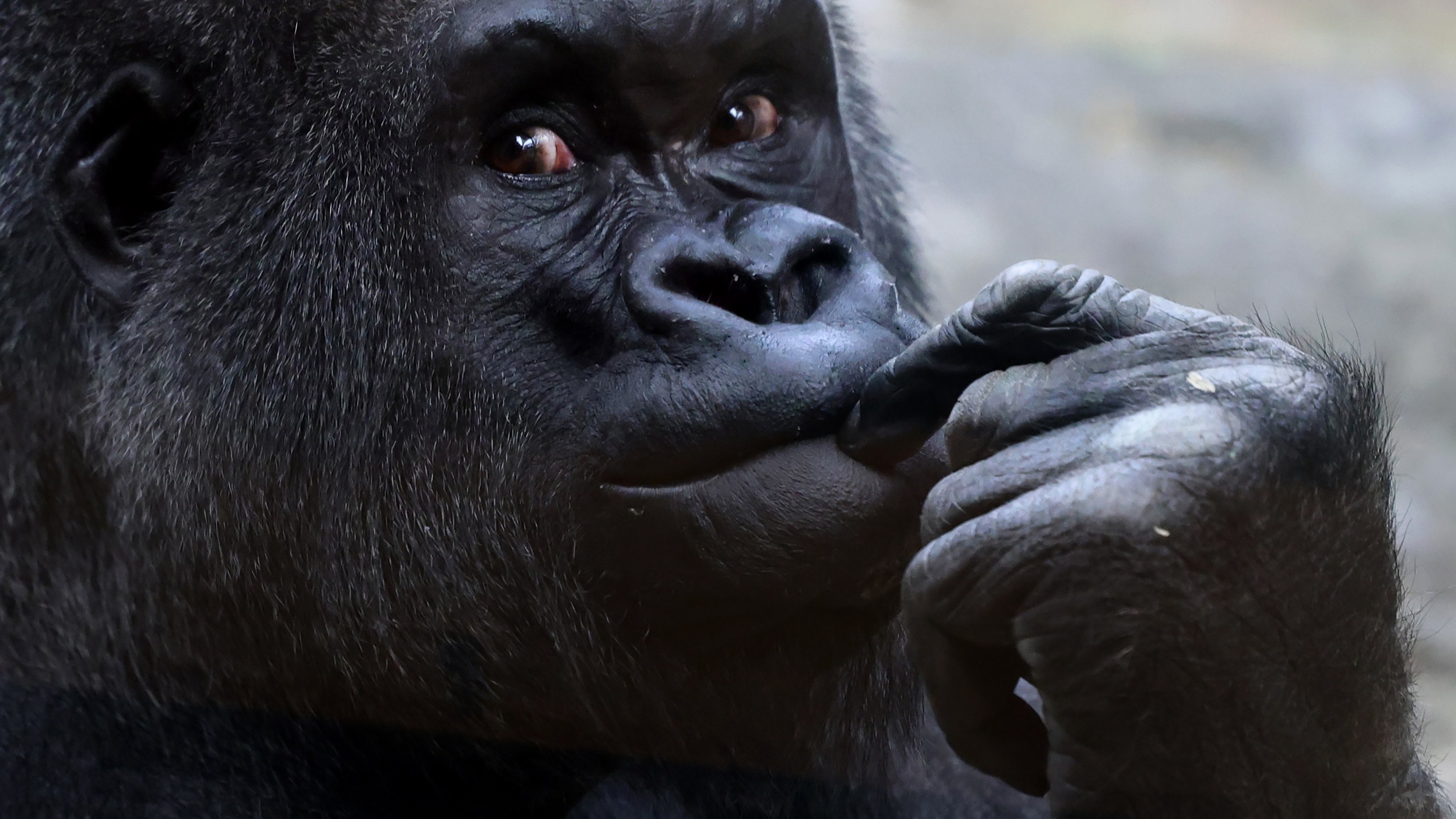 Boston, MA - April 15: Joe, a Western Lowland Gorilla, at the Franklin Park Zoo on April 15, 2026. (Photo by Jessica Rinaldi/The Boston Globe via Getty Images)