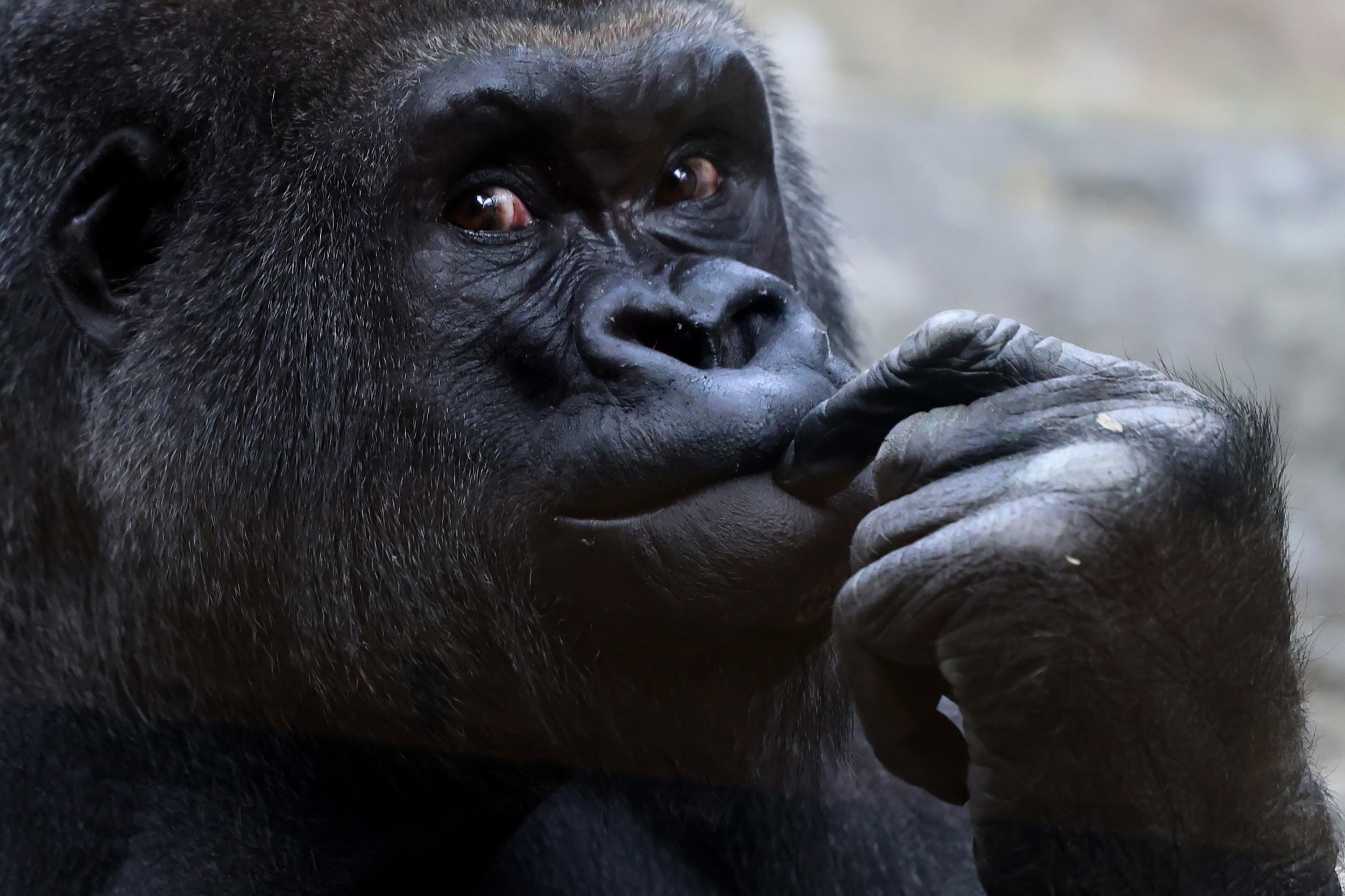 Boston, MA - April 15: Joe, a Western Lowland Gorilla, at the Franklin Park Zoo on April 15, 2026. (Photo by Jessica Rinaldi/The Boston Globe via Getty Images)