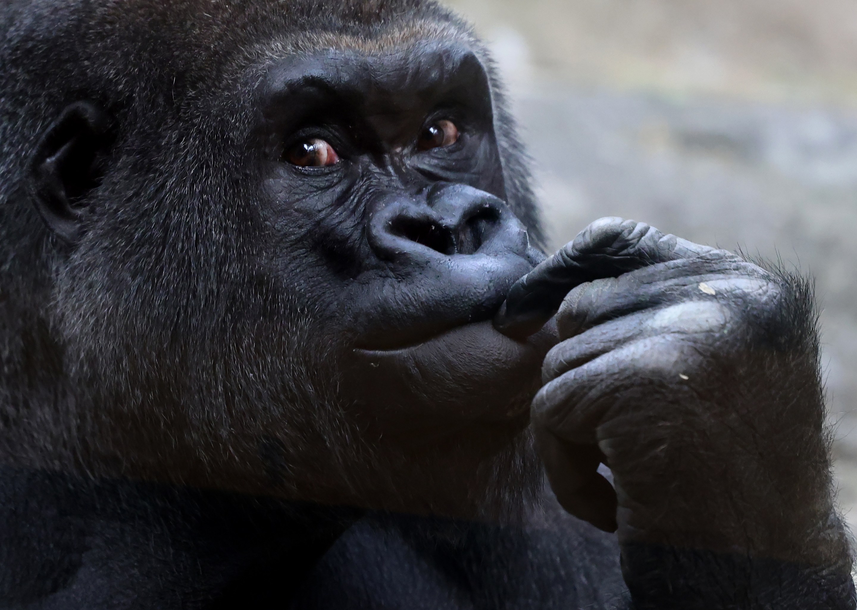 Boston, MA - April 15: Joe, a Western Lowland Gorilla, at the Franklin Park Zoo on April 15, 2026. (Photo by Jessica Rinaldi/The Boston Globe via Getty Images)