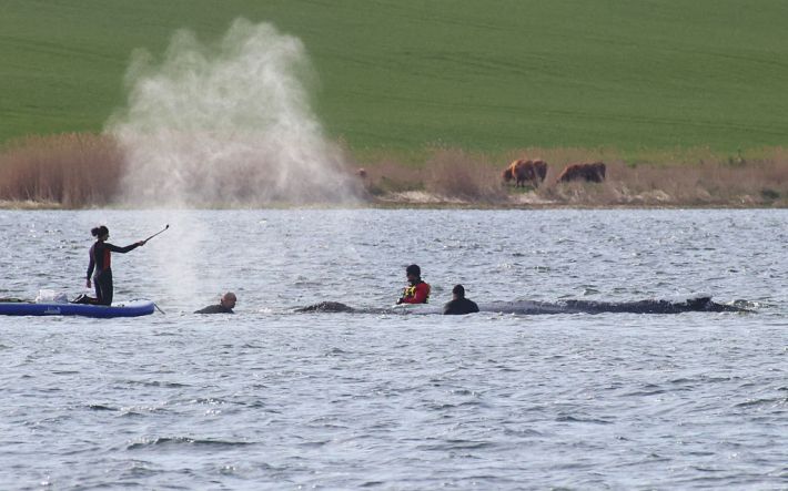 People stand close to a stranded humpback whale in the Wismarer Bucht bay of the Baltic Sea off the island of Poel, northern Germany