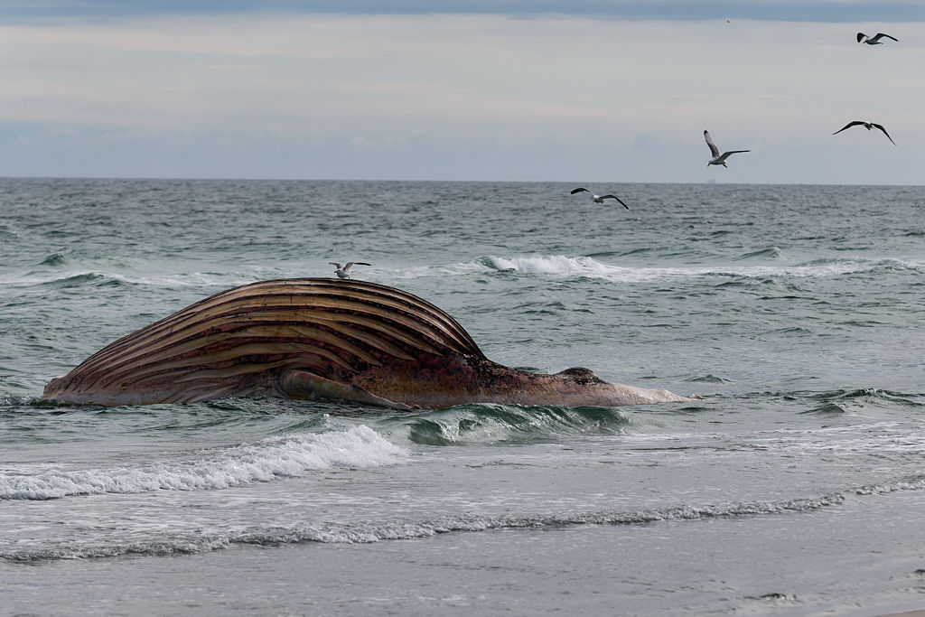 The dead whale lies bloated off the Danish island of Anholt. It is the humpback whale known as Timmy, which first beached off Timmendorfer Strand at the end of March and was transported to the North Sea around a month later