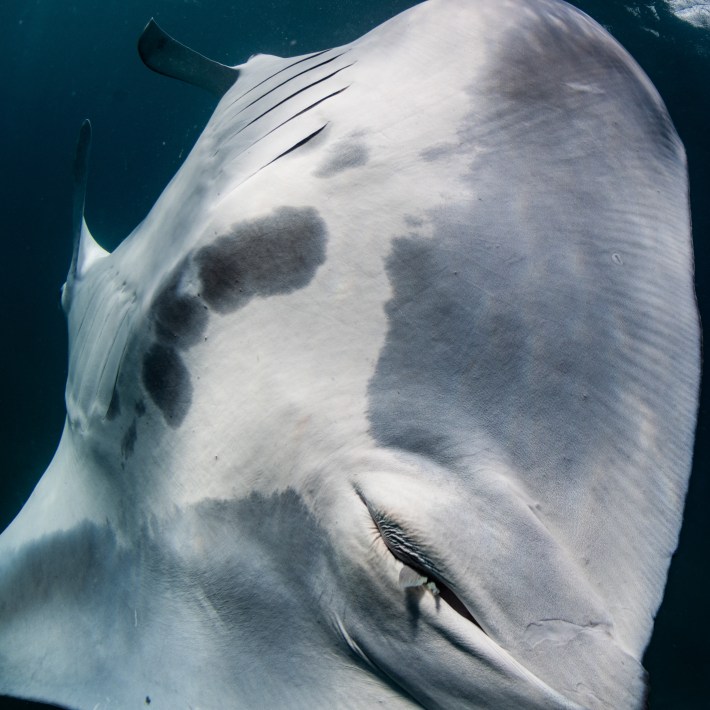 a manta ray swimming in the ocean with a hint of a fin emerging from its cloaca