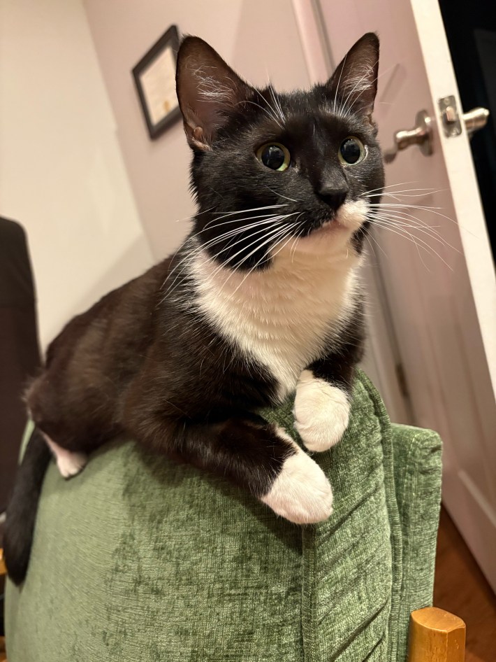 Clementine, a tuxedo cat.