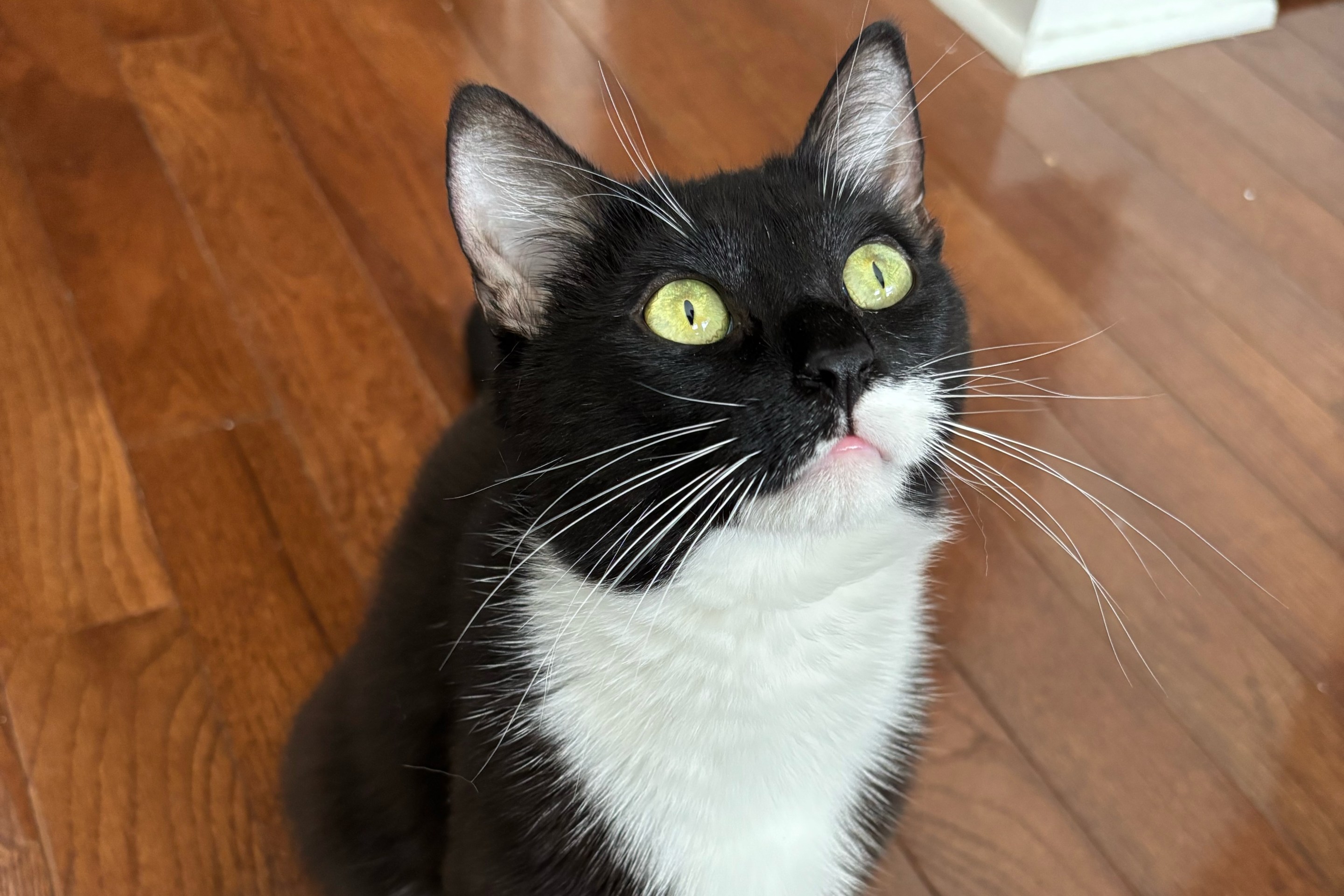 Clementine the tuxedo cat looking like a snake.