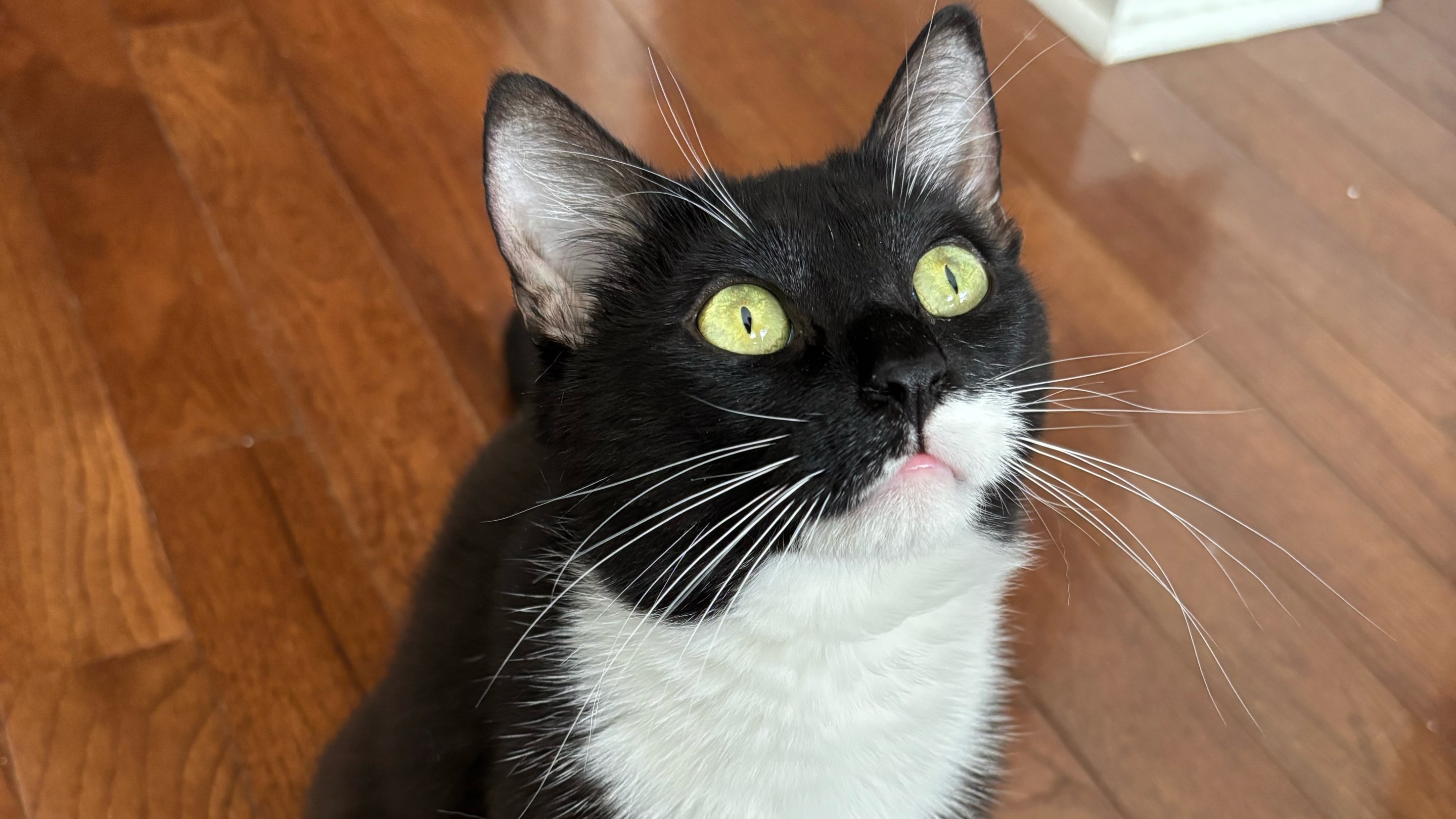 Clementine the tuxedo cat looking like a snake.