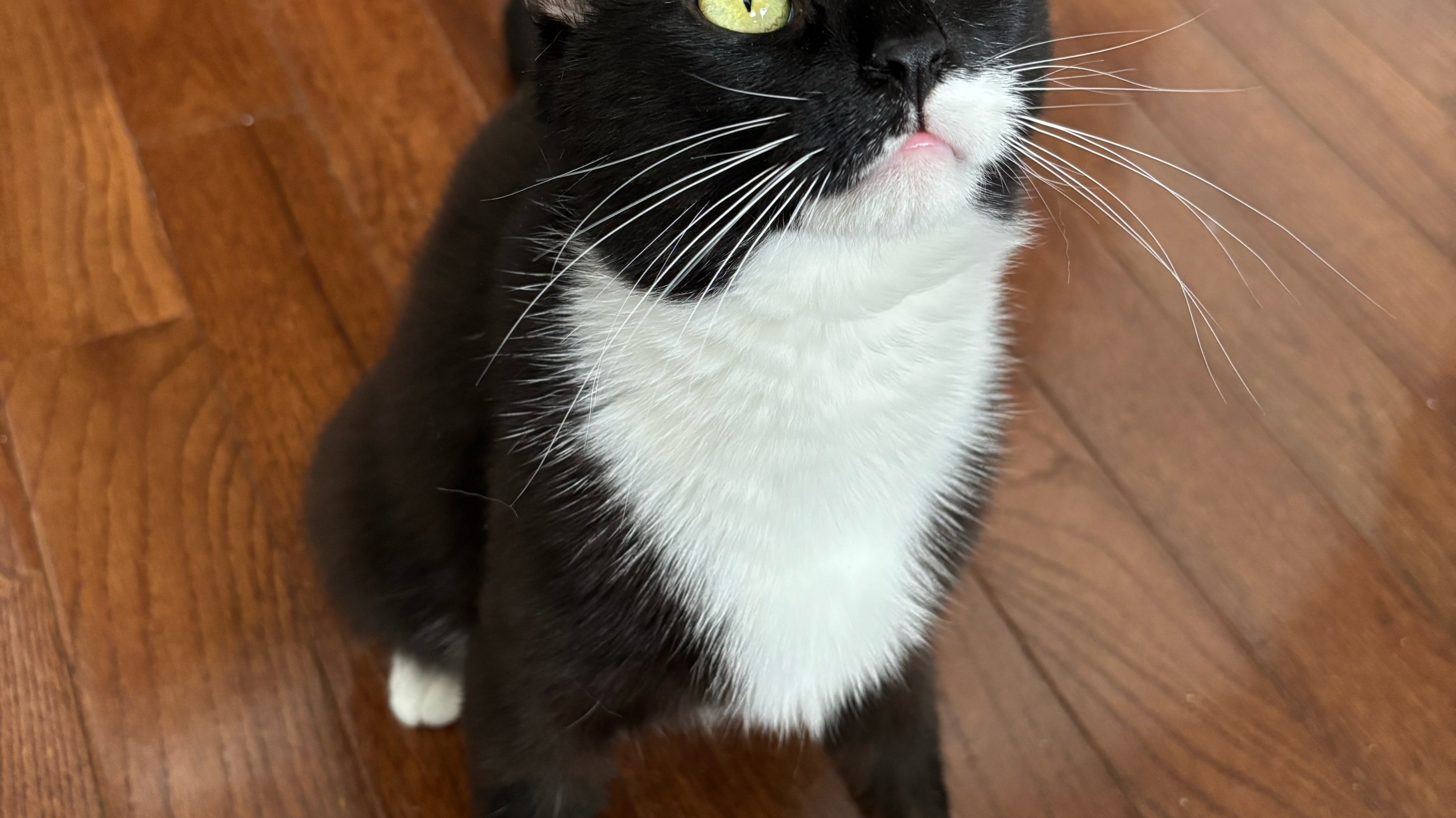 Clementine the tuxedo cat looking like a snake.