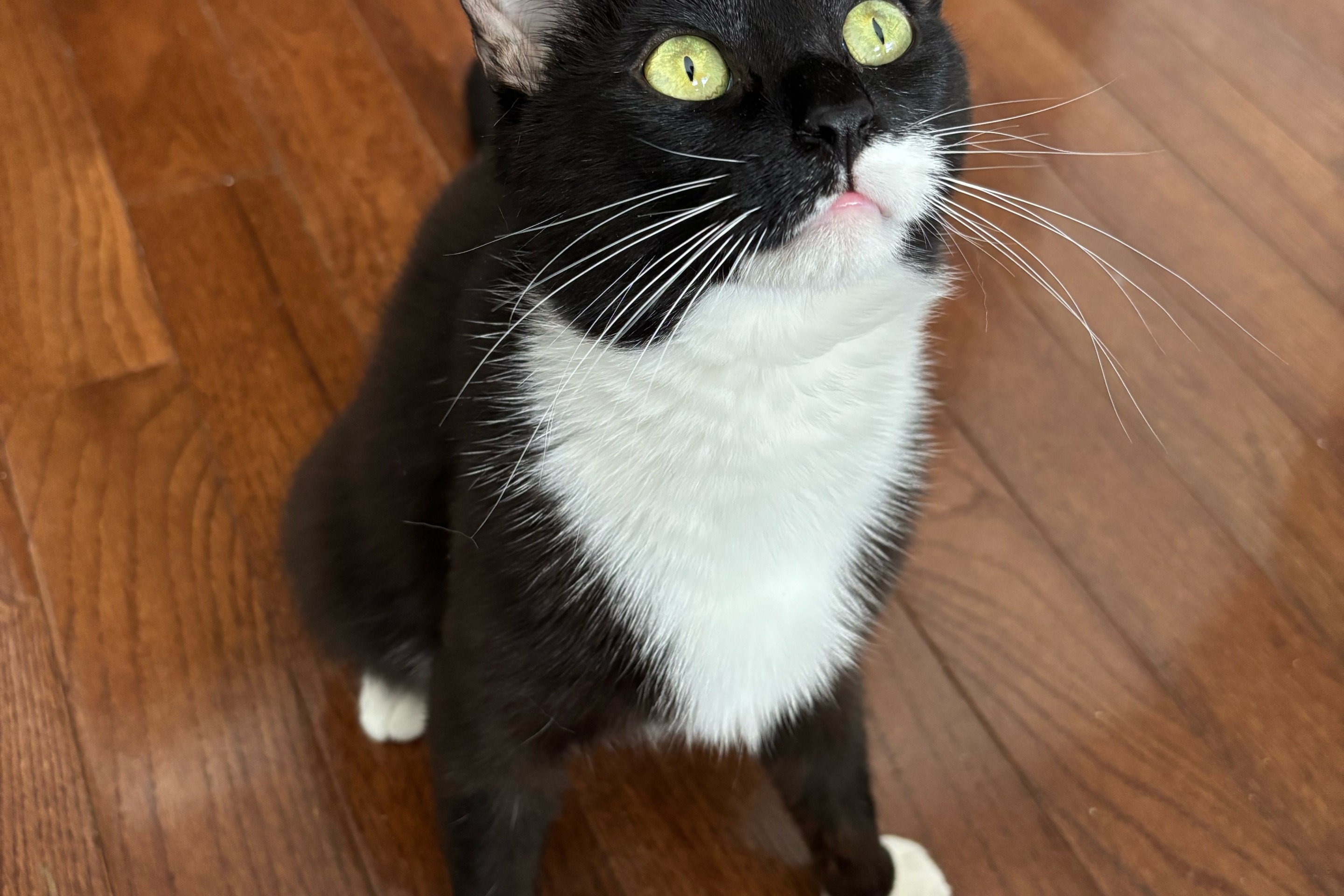 Clementine the tuxedo cat looking like a snake.