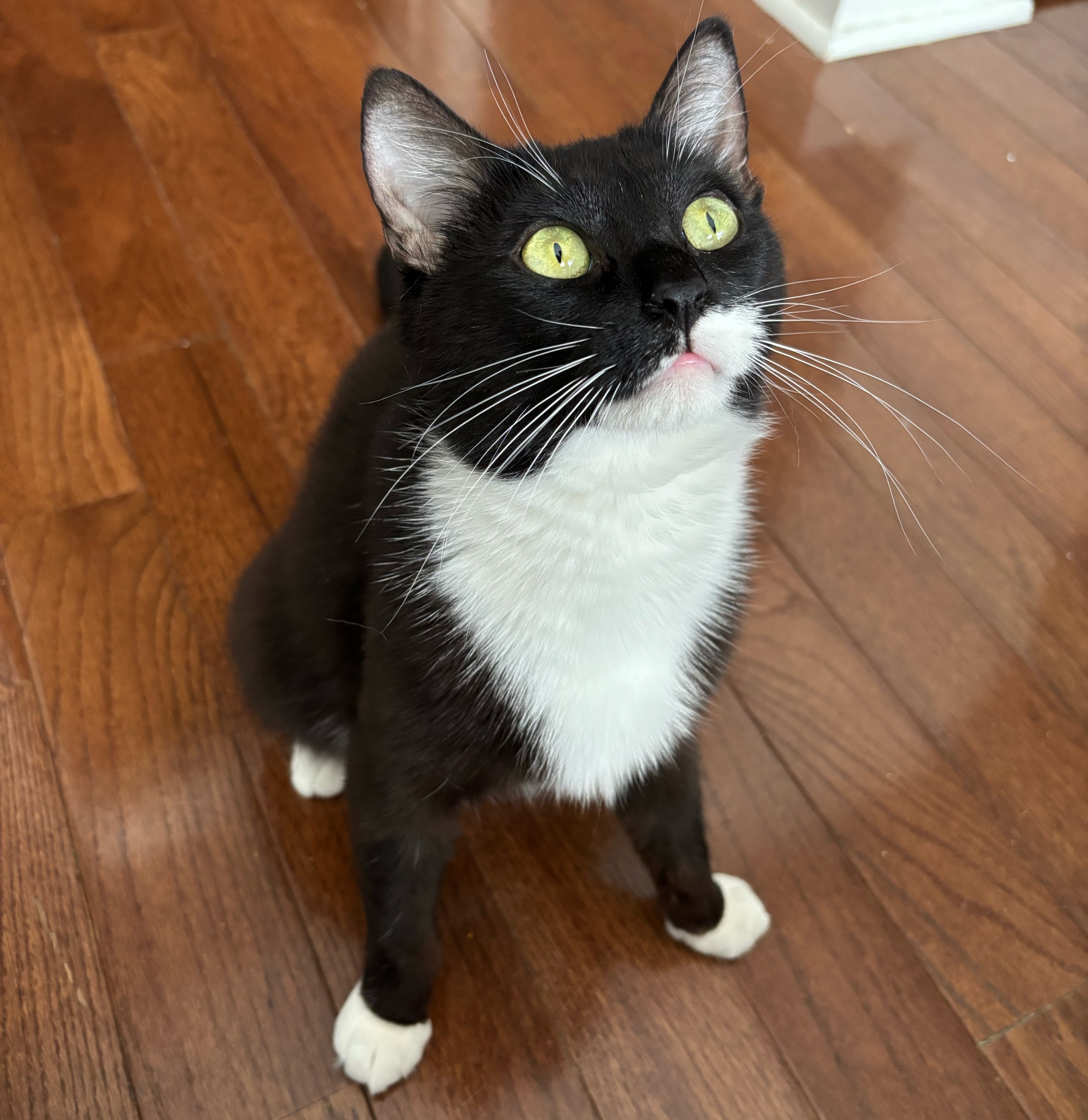 Clementine the tuxedo cat looking like a snake.