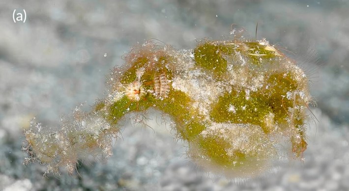 a green hairy ghost pipefish from the great barrier reef