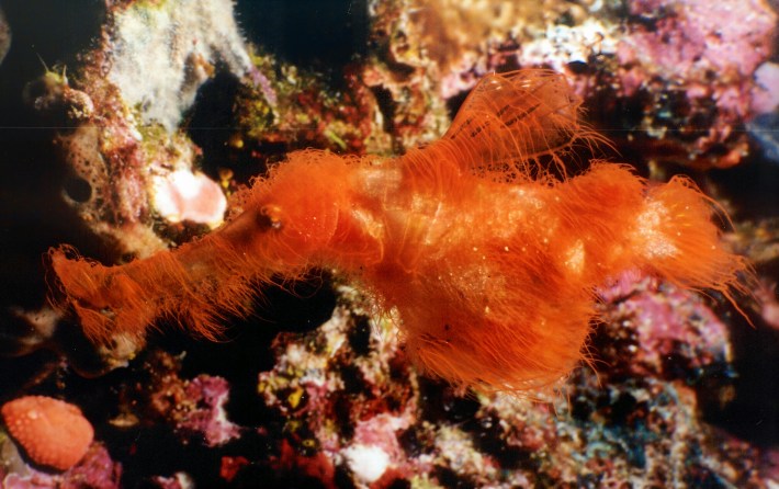 a shaggy orange fish called Solenostomus snuffleupagus