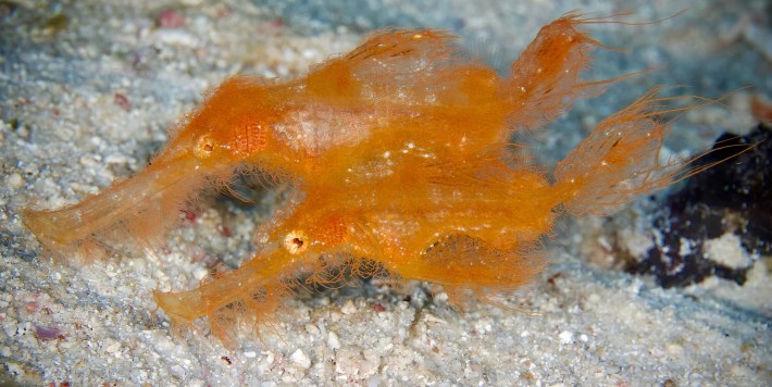 a pair of hairy ghost pipefish, which look like cheetoh-orange clumps of hair