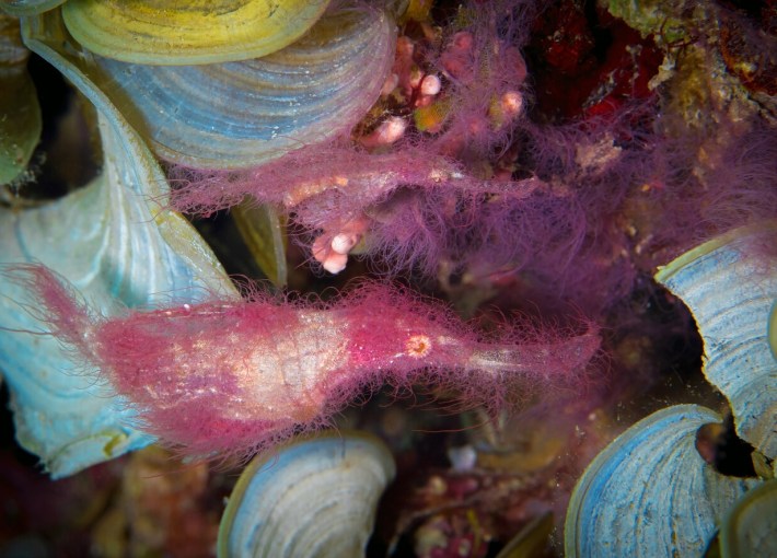 a hairy ghost pipefish in a pleasing pink/magenta color